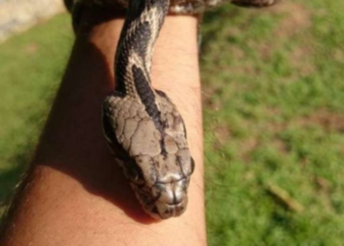 Pinnawala Open Zoo 19