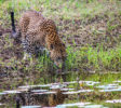 Pinnawala Open Zoo 5