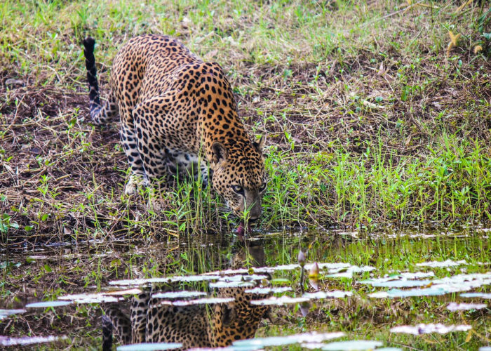 Pinnawala Open Zoo 5