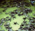 Sea Turtle Farm Hatchery