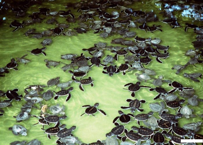 Sea Turtle Farm Hatchery