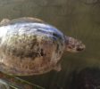 Sea Turtle Farm & Hatchery 1