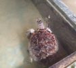 Sea Turtle Farm & Hatchery 2