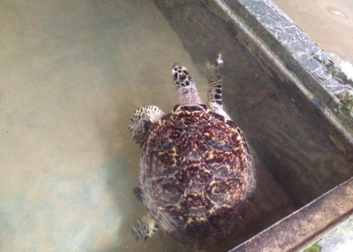 Sea Turtle Farm & Hatchery 2