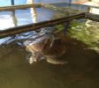 Sea Turtle Farm & Hatchery 3