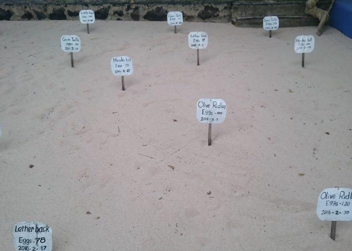 Sea Turtle Farm & Hatchery 4
