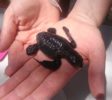 Sea Turtle Farm & Hatchery 8