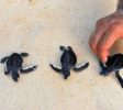 Sea Turtle Farm & Hatchery 6
