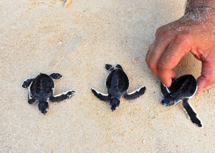 Sea Turtle Farm & Hatchery 6