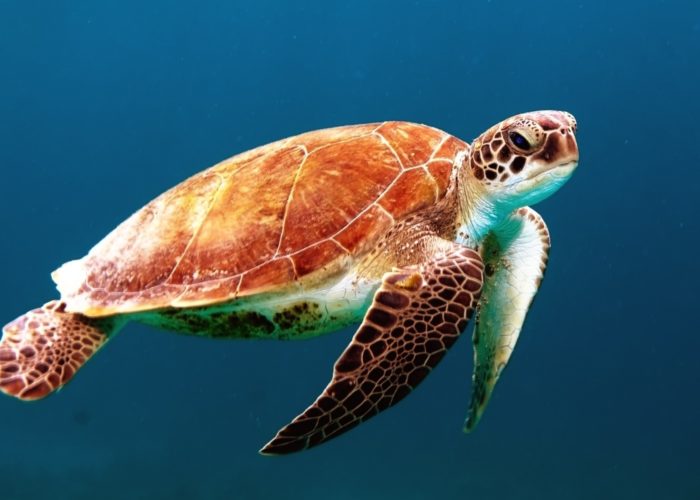 Sea Turtle Farm & Hatchery 7