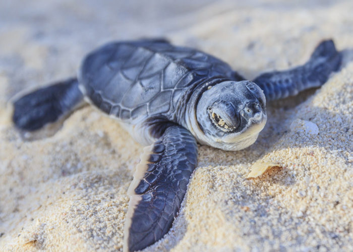 Sea Turtle Farm & Hatchery 10