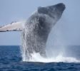 Whale Watch Mirissa 2