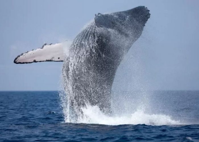 Whale Watch Mirissa 2