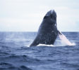 Whales dolfine Watching Mirissa