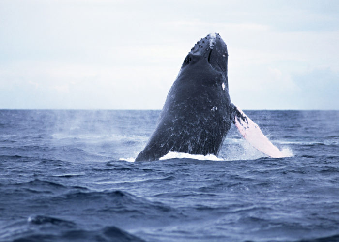 Whales dolfine Watching Mirissa