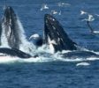 Mirissa Whale dolfine Watching