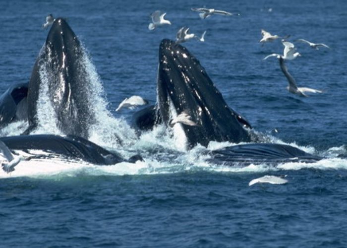 Mirissa Whale dolfine Watching