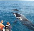Whale boat Watching Mirissa