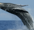 Whale dolfine Mirissa