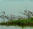 Muturajawella Marsh birds