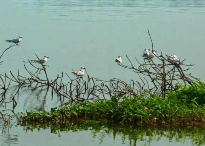 Muturajawella Marsh birds