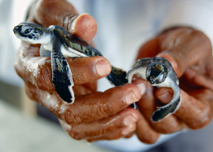 Kosgoda Sea Turtle sri