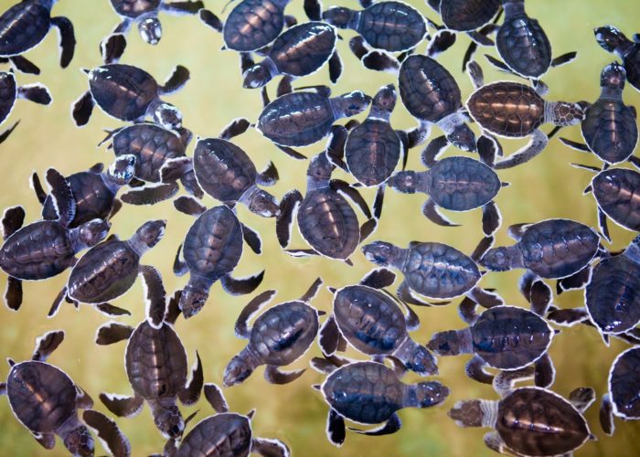 Sea Turtle Farm & Hatchery 12