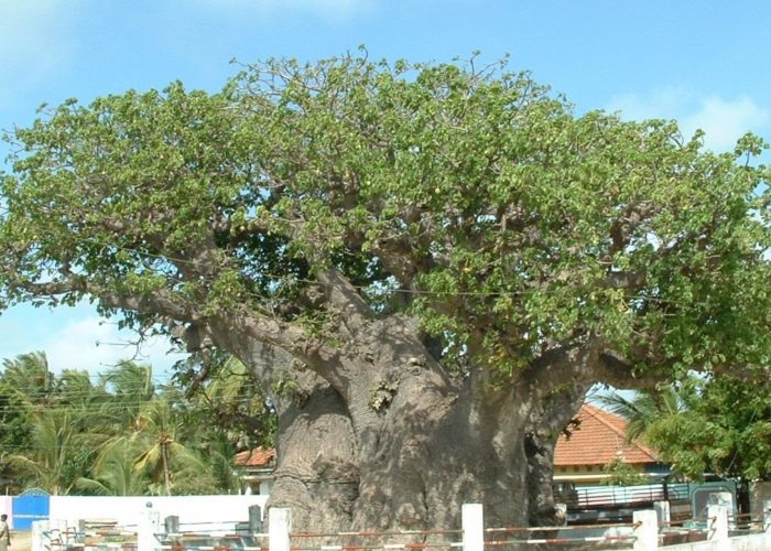 Mannar baobab tree