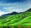 Sri-Lanka Nuwara Eliya 2