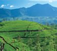 City Nuwara Eliya