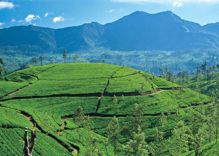City Nuwara Eliya