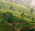 Lanka Nuwara Eliya