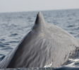 Trincomalee whale back