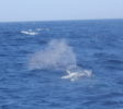 Blue Whale Trincomalee