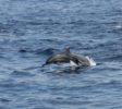 Trincomalee dolphins