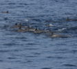 Dolphins Trincomalee